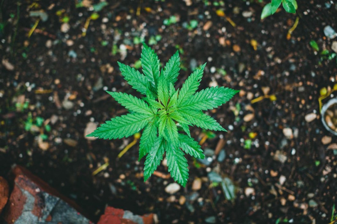 Hur många gram per planta? Fyra svenskar om att odla cannabis hemma