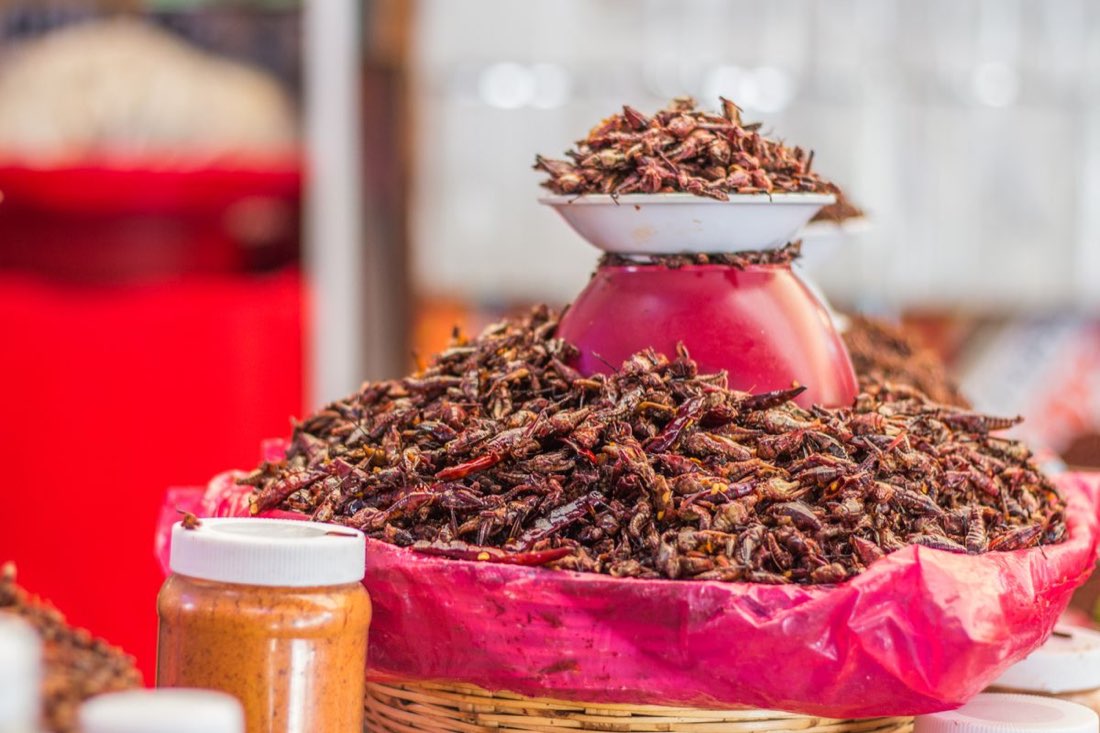 Varför får vi inte äta insekter i Sverige?